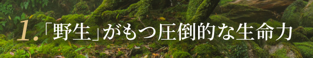 1. 「野生」がもつ圧倒的な生命力